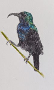 AW22-Vogel-Bleistift-color-2