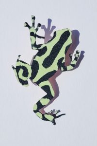 AW-Frosch00001