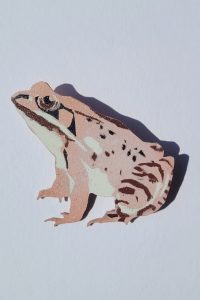 AW-Frosch00007